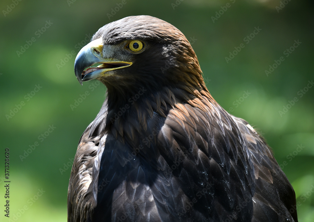 aguila real aguila real
