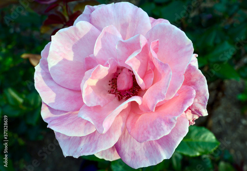 A pink rose on a spring day. Queen Elizabeth is grandiflora by Lammerts. #371328639