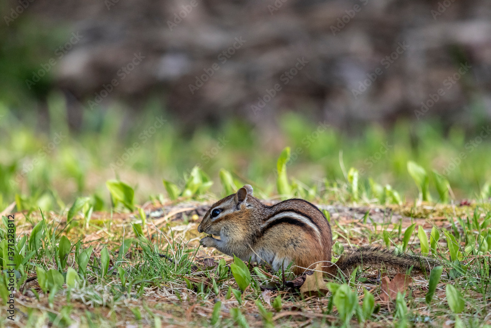 Fototapeta premium Chipmunk Foraging in the Grass 6