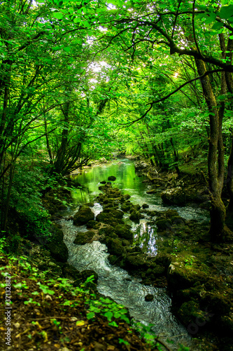 River in the middle of the forest