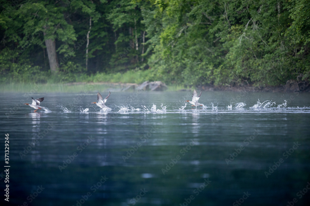Common Mergansers Taking Flight Common Mergansers Taking Flight