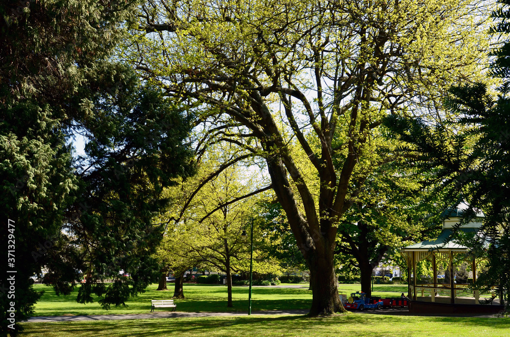 trees in the park