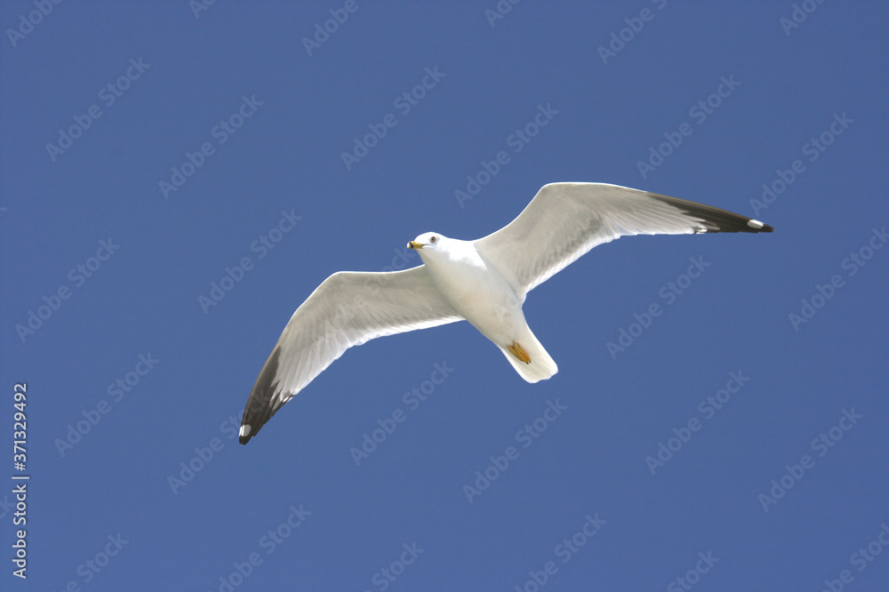 Obraz premium flying seagull and blue sky