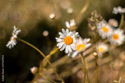 Pictures of chamomile
