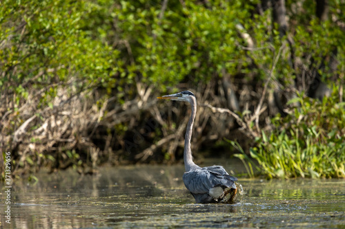 Great Blue Heron Wading in River 1