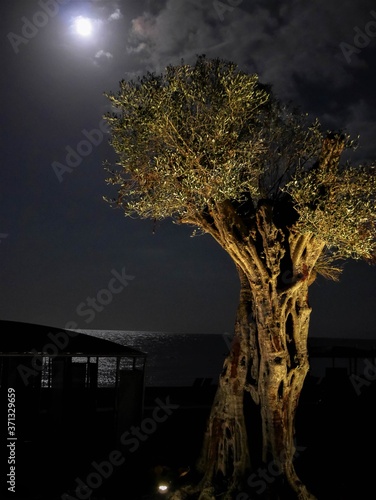 night landscape with tree and moon