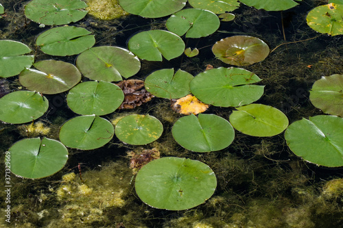 Bright green lilypads growing on top of still water