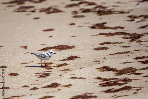 Piping Plover Wandering Cape Cod Beach 2
