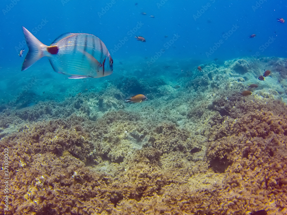 Obraz premium East Atlantic fish, a Sargo or White seabream (Diplodus sargus) and some Azores chromis or Atlantic chromis (Chromis limbata) in the coastal waters off Playa Blanca, Lanzarote, Canary Islands, Spain.