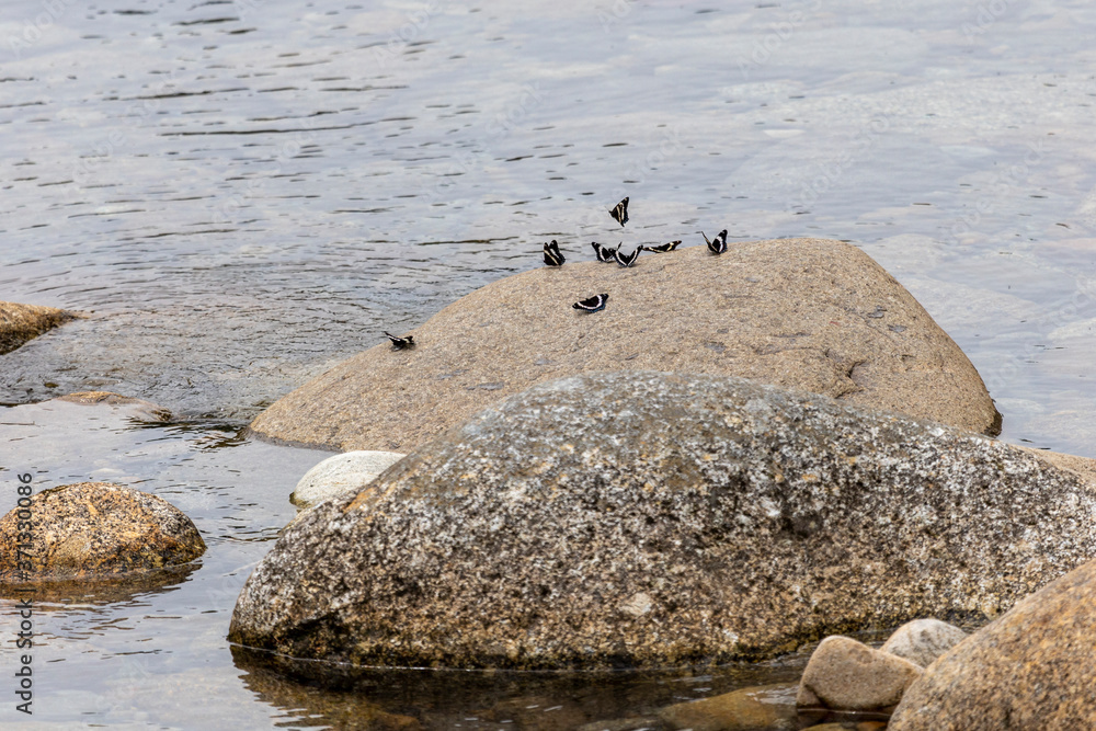White Admiral Butterflies on Pemigewasset River Rock White Admiral Butterflies on Pemigewasset River Rock