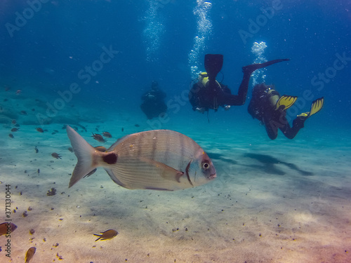 Atlantic fish, a Sargo or White seabream (Diplodus sargus) and some Azores chromis or Atlantic chromis (Chromis limbata) with scuba divers off Playa Blanca, Lanzarote, Canary Islands, Spain.