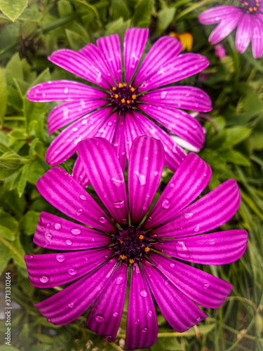 pink cosmos flower