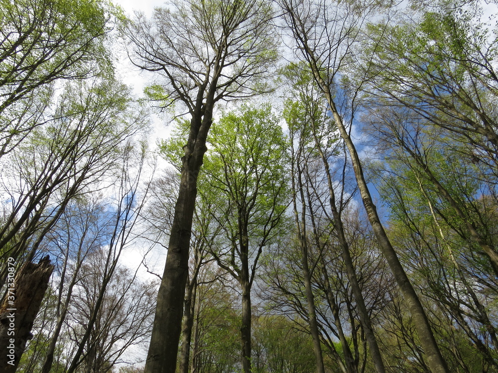 Obraz premium Im Wald