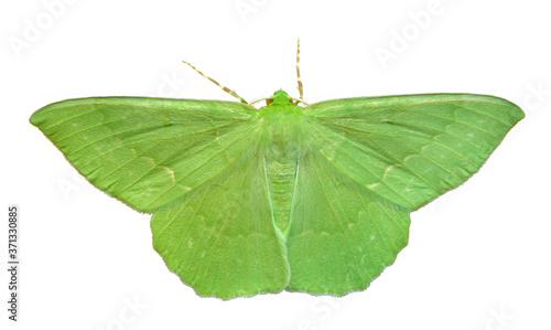 Butterfly (Geometra papilionaria)