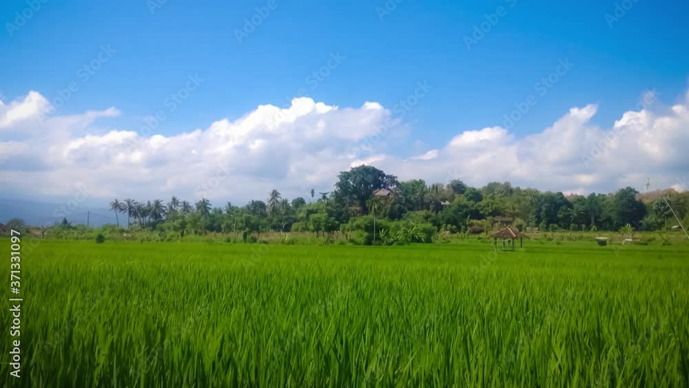 Tropical Atmosphere Of The Rice Fields Of Agricultural Land On A Sunny Day At The Village, Umeanyar, North Bali, Indonesia Tropical Atmosphere Of The Rice Fields Of Agricultural Land On A Sunny Day At The Village, Umeanyar, North Bali, Indonesia