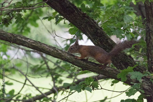 The view of a red fluffy squirrel on a tree trunk. © daisy_y