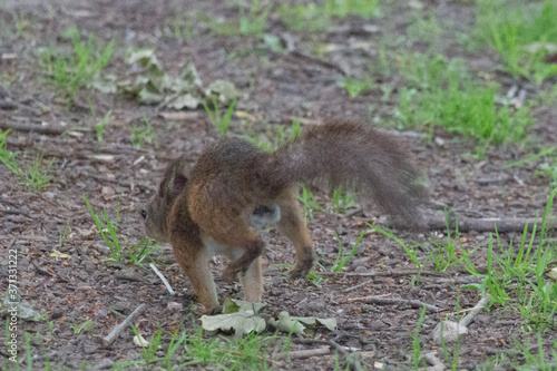 Wallpaper Mural A red fluffy squirrel run away in park. Torontodigital.ca