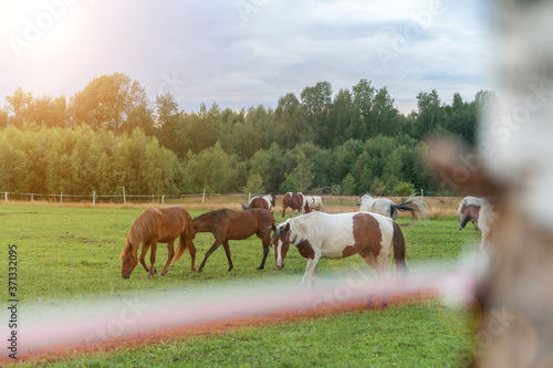 horses in the fenced pasture, horse breeding in farm  © Sergey