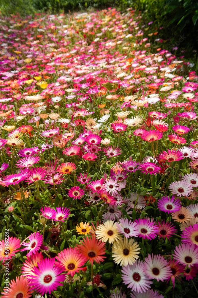 beautiful flower background on the garden