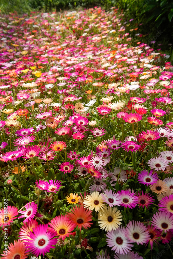 Fototapeta premium beautiful flower background on the garden