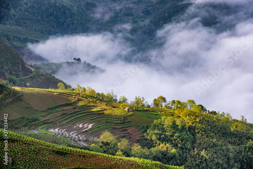 Fototapeta Naklejka Na Ścianę i Meble -  Rice field terraces. Mountain view in the clouds. Sapa, Lao Cai Province, north-west Vietnam