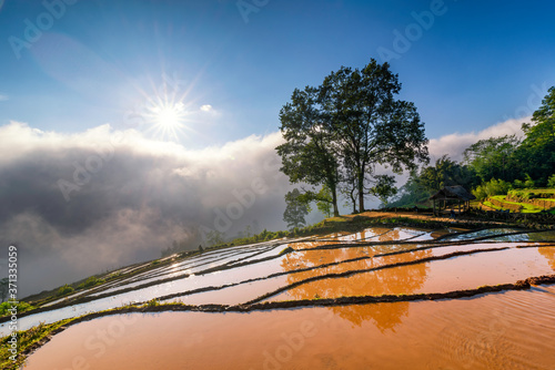 Terraced rice field landscape with road and big tree in Choan Then, Y Ty, Bat Xat photo