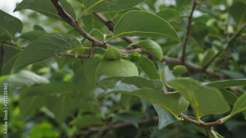 Raw green hachiya seen amongst tree leaves photo
