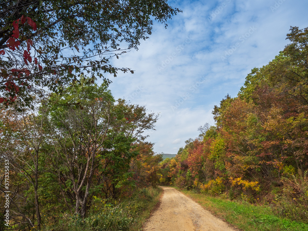 Autumn forest landscape, dirt road, blue cloudy sky in autumn day