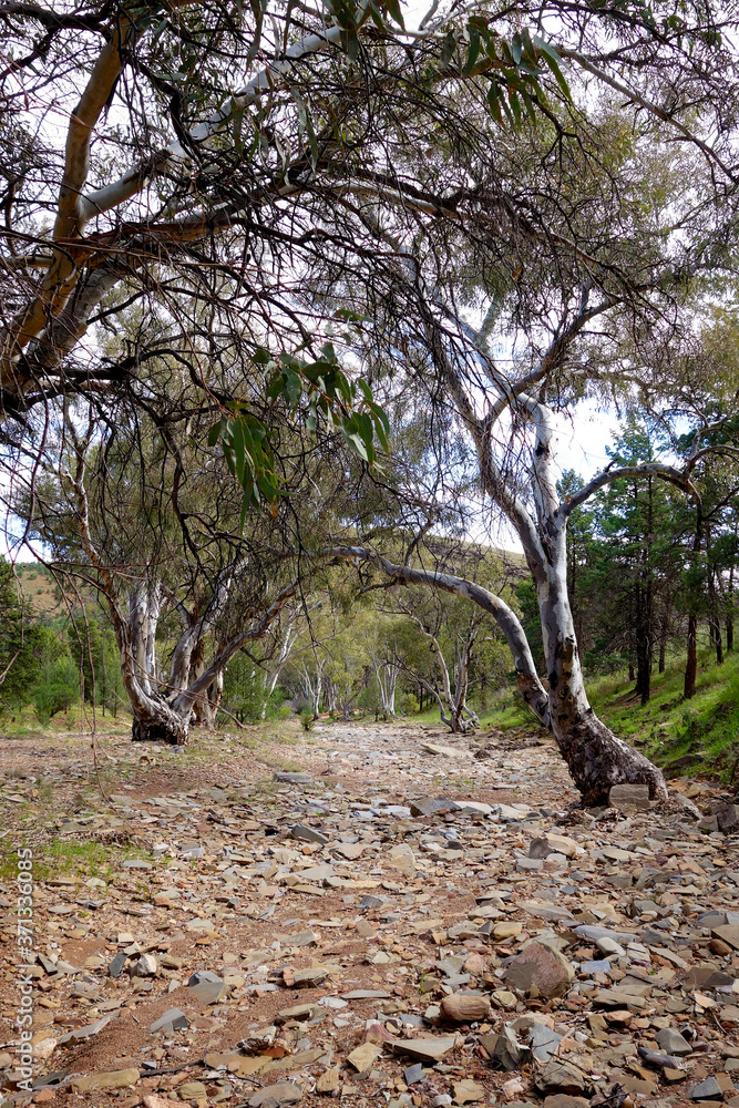 Dry creek bed in the Flinders Ranges, South Australia. Dry creek bed in the Flinders Ranges, South Australia.
