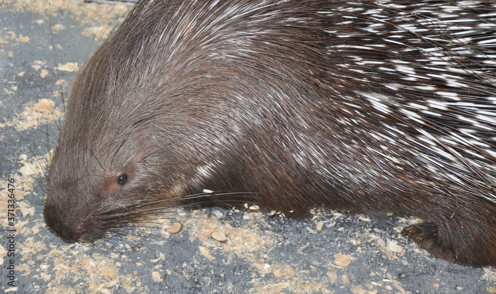 Obraz premium Porcupine (Latin. Hystrix) genus of rodents