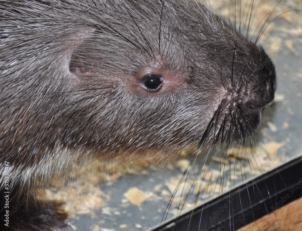 Porcupine (Latin. Hystrix) genus of rodents Porcupine (Latin. Hystrix) genus of rodents