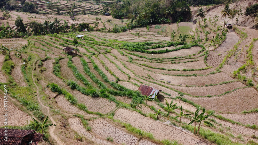 dry rice terraces during the dry season in Bantul Yogyakarta