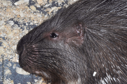 Porcupine (Latin. Hystrix) genus of rodents