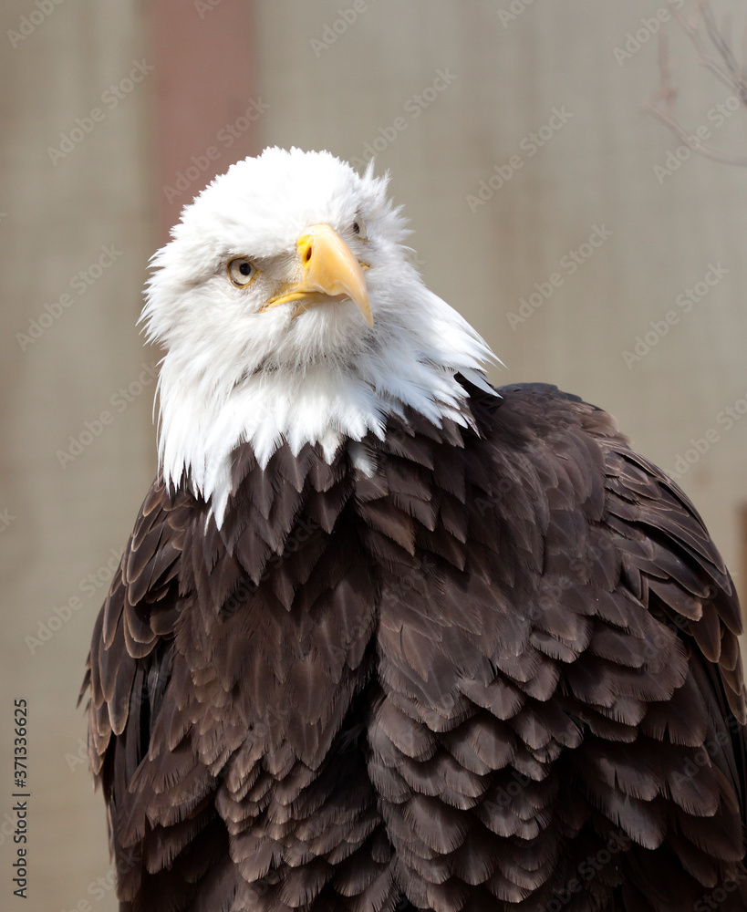 Obraz premium Bird of Prey