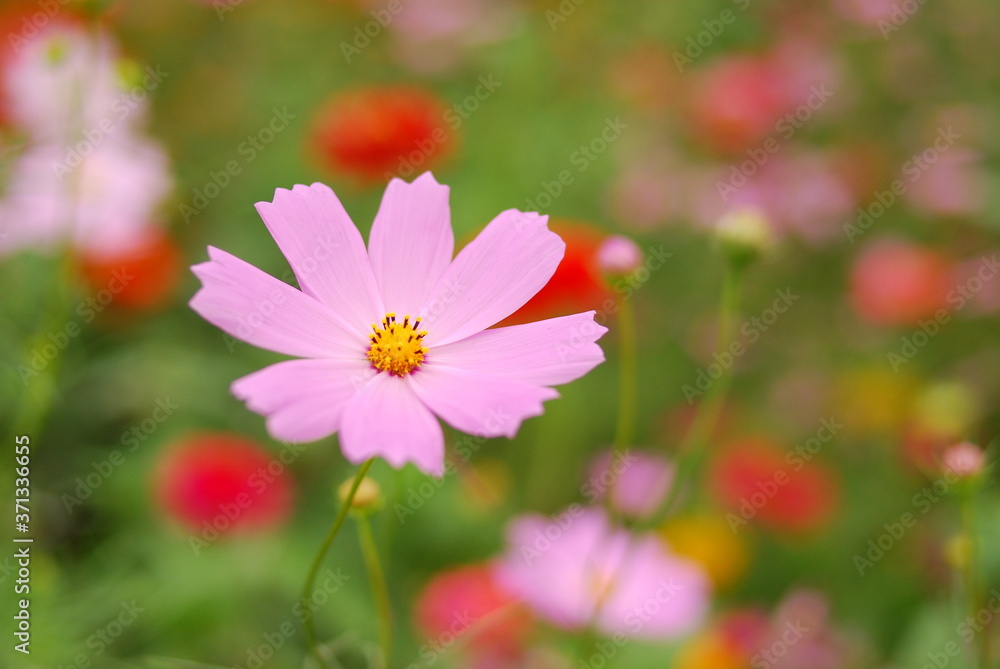 Obraz premium 秋桜