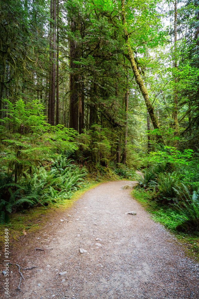 Path in the Green Rain Forest during a summer day. Taken in Skookumchuck Narrows Provincial Park, Sunshine Coast, British Columbia, Canada. Path in the Green Rain Forest during a summer day. Taken in Skookumchuck Narrows Provincial Park, Sunshine Coast, British Columbia, Canada.