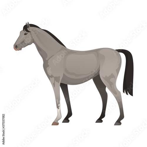 Vector illustration of gray thoroughbred horse. Horse racing.