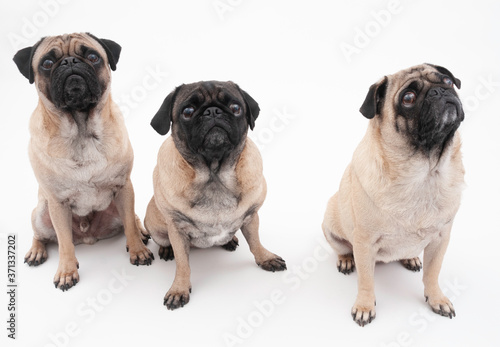 Fototapeta Naklejka Na Ścianę i Meble -  Three Isolated Pugs on a White Background