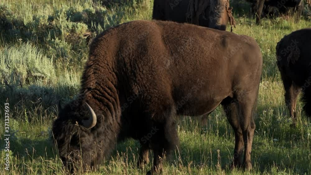 The American bison is one of the two last surviving species of bison. It is a native the North America and can be seen in Yellowstone National Park and other areas in the west. The American bison is one of the two last surviving species of bison. It is a native the North America and can be seen in Yellowstone National Park and other areas in the west.