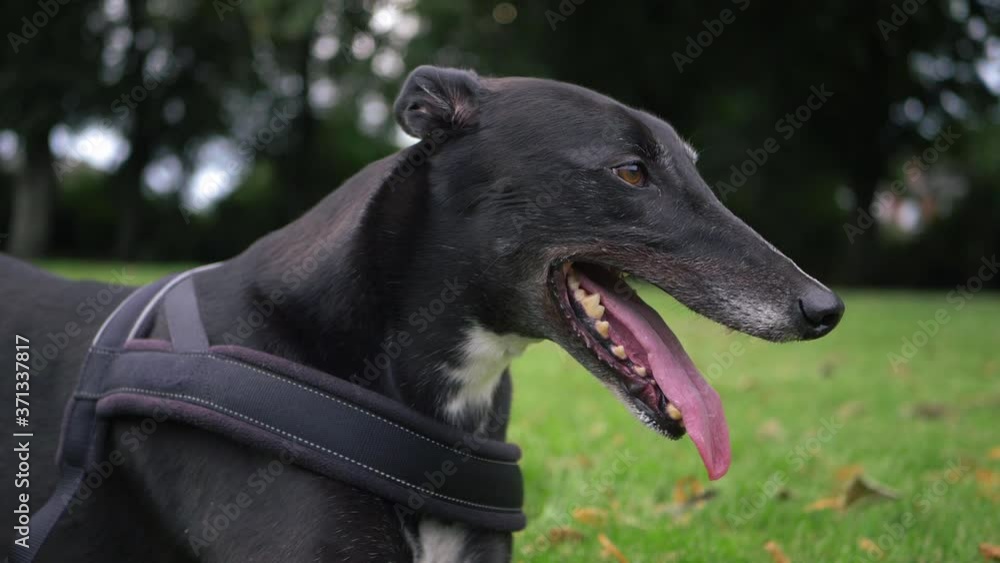 Greyhound dog panting portrait close up shot Greyhound dog panting portrait close up shot