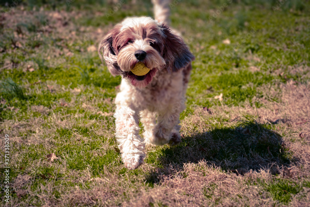 Dog with Ball