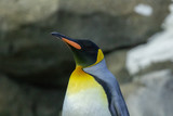 Penguin standing on rocks in natural habitat