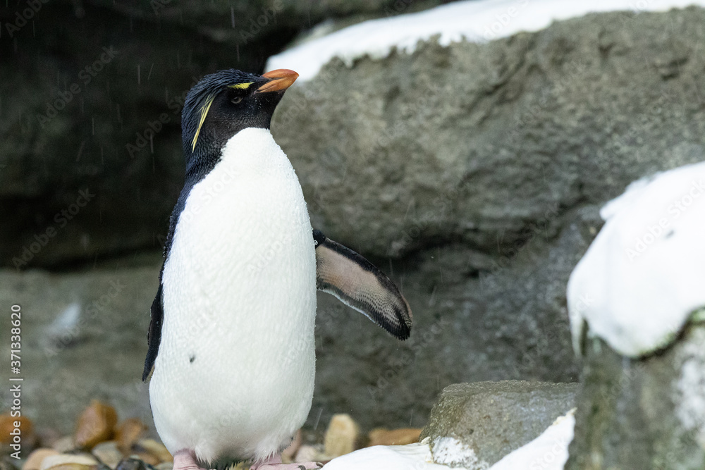 Fototapeta premium Penguin standing on rocks in natural habitat
