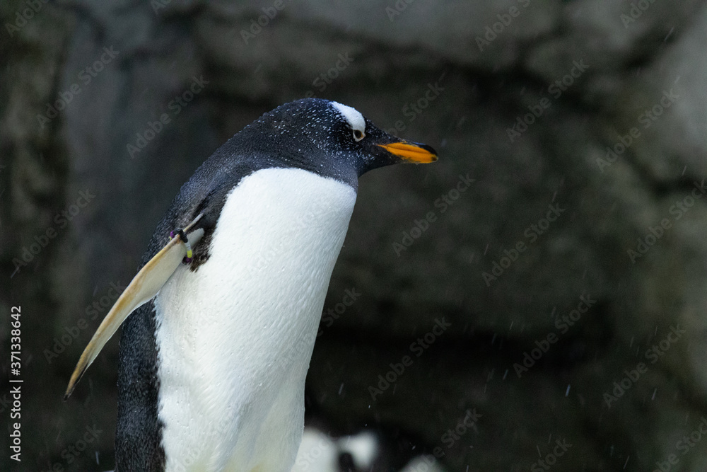Naklejka premium Penguin standing on rocks in natural habitat