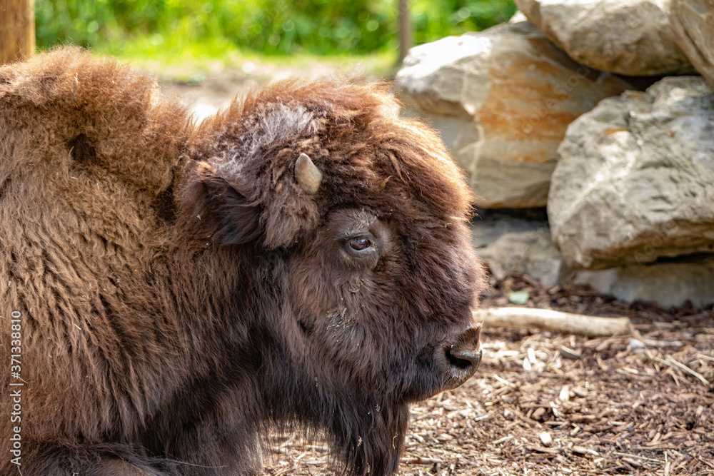Fototapeta premium American bison buffalo head closeup