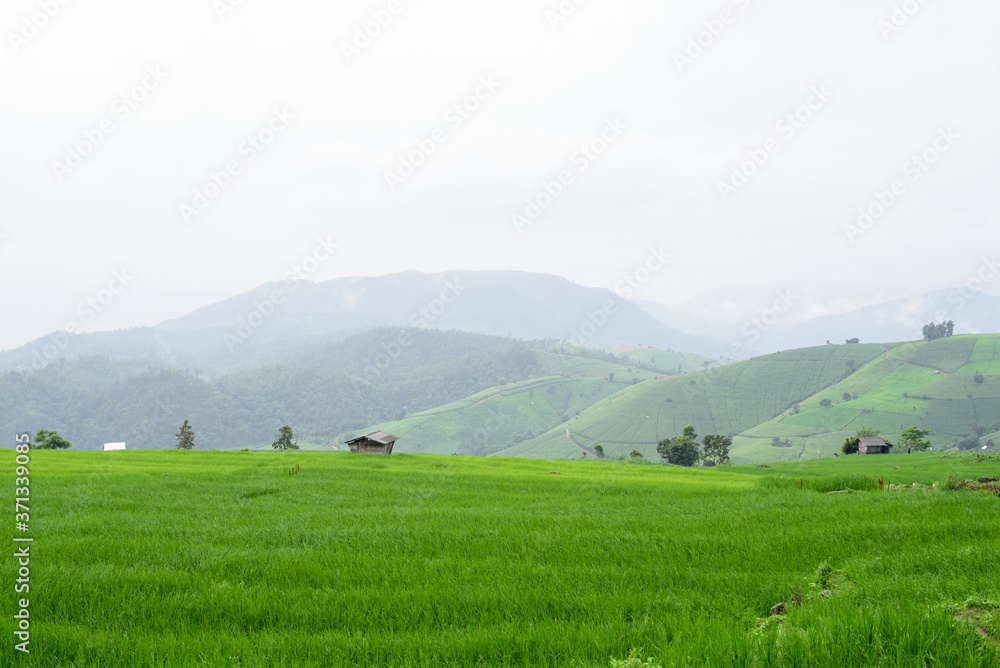 Green rice field with mountain forest landscape background