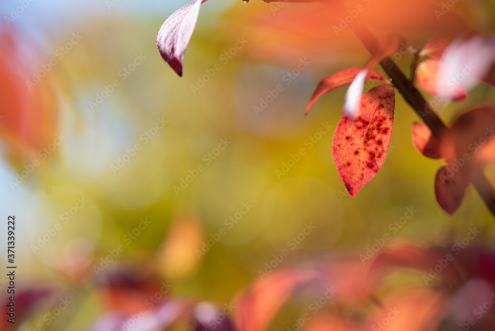 Close up of red autumn leaves on branch with blurred background