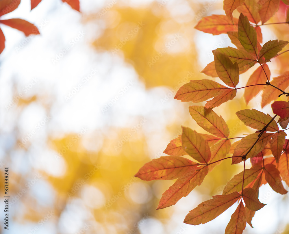 Yellow beech leaves on branch against blue sky for autumn background Yellow beech leaves on branch against blue sky for autumn background