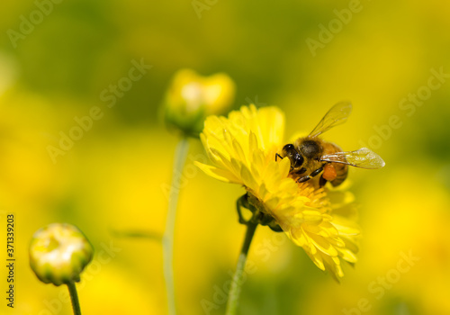 Close up of bee pollination on yellow flower with soft background