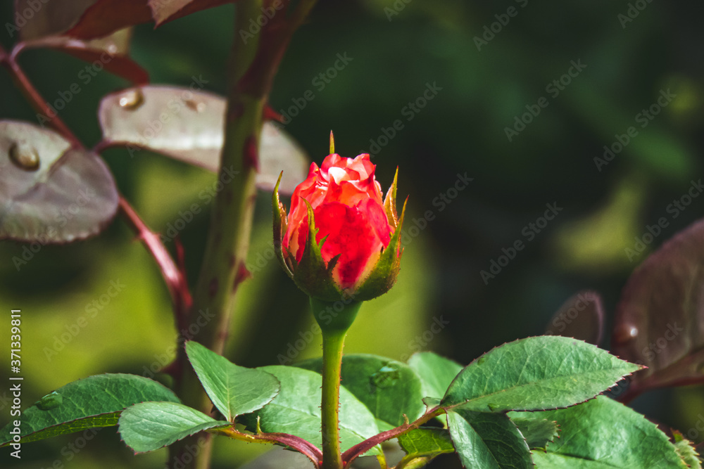 薔薇のつぼみ 薔薇のつぼみ